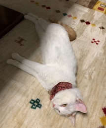 にょ〜ん🐱 | その他