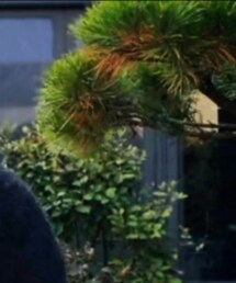 AURALEE | カーディガン/ボレロ