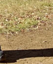 ZARA | スニーカー