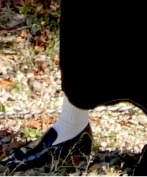 靴下屋 | シューズ小物/雑貨