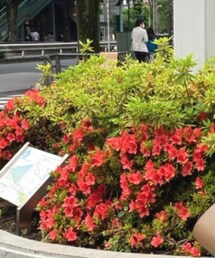 mystic | キャミソール