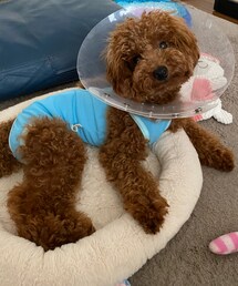 ちょっと慣れたかな😮‍💨ﾎｯ | エリザベスカラーにも慣れてきた、のあ君🤭💓(ペットグッズ)
