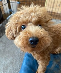 のあく〜ん😚コッチコッチ📸ﾊﾟｼｬ | カメラが大好きな、のあ君🥰(ペットグッズ)