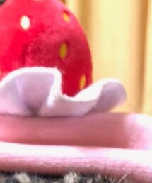 ガチャガチャ | ペットウェア