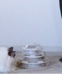 3coins | ペット用おもちゃ