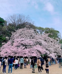 新宿御苑の桜🌸 | その他