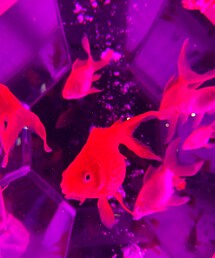 幻想的でした✨ | その他