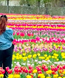 UNIQLO | デニムジャケット