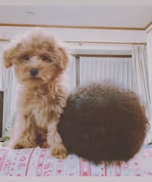 おばあちゃんの頭🤣 | ワンコのボールか😂(おもちゃ)