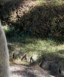 Ayame | サングラス