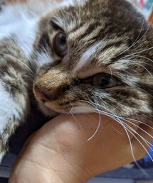うちのイケメン🐈💕💕 | 手を噛みまくった後の気怠いボク(ΦωΦ)(福袋/福箱)