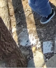 VANS | スリッポン