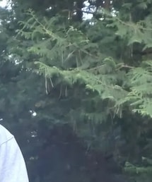 Lightning | パーカー