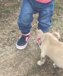 VANS | スニーカー