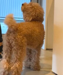 愛犬mof | その他