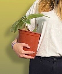 青連竹芋 | その他
