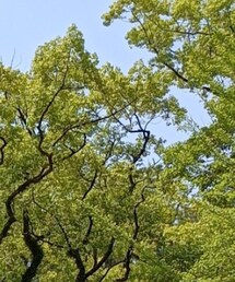 AVIREX | キャップ