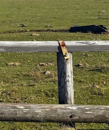 Golden Bear | ブルゾン