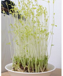 収穫🫘🌱 | その他