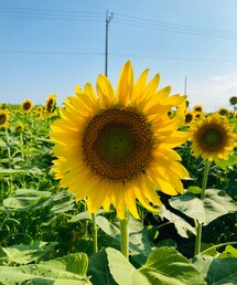 ひまわり畑 | その他
