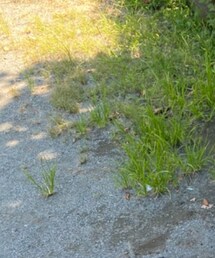 green label relaxing | その他パンツ