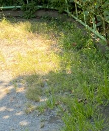 green label relaxing | シャツ/ブラウス