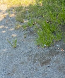 green label relaxing | Tシャツ/カットソー