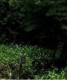 UNIQLO | チノパンツ