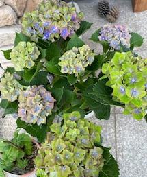 紫陽花🟣🟢 | この色からだんだんと紫色に変わっていきます✨(その他)