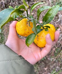 収穫した柚子🍊✨ | もぎたて。良い香り漂ってます✨(その他)