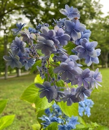 購入した鉢植え紫陽花🪴 | 実際はこれと同じ種類のもう少し小さい株を買って帰りました🪴(その他)