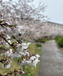 桜🌸 | 息子が通うキャンパス内の桜も今が満開だったようです。(その他)