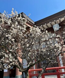 桃の木🌸 | 早咲きの桜かな⁇と一瞬思ったけど、おそらく桃の花ではないか…と。(その他)