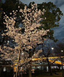 夜桜🌸 | 中之島公園の桜🌸この木はかなり花が開いてましたが、全体的には2分咲きくらいでした🌸✨(その他)