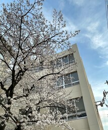 近所の学校の🌸 | その他