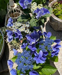 紫陽花🔵 | 今までうちにあった紫陽花が結構枯れて💧今年久々に花屋さんで珍しいの見つけて購入✨奥の紫陽花、フリフリで斑入りで綺麗🥹葉っぱの形も変わってます。(その他)