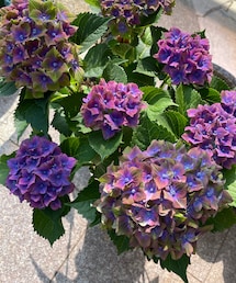 紫陽花🟣 | 段々と深い紫色に変化✨(その他)