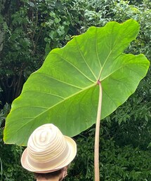 里芋の葉 | その他