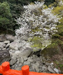奇絶峡🌸🌳 | 和歌山にある「奇絶峡」🌸。この橋の向こうに小さな滝がある。お花見、川キャンプ、紅葉、登山の地元の観光スポットでもあるらしい。(その他)