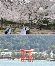 宮島🌸 | 桜満開🌸の宮島、なんとも美しい風景✨(その他)