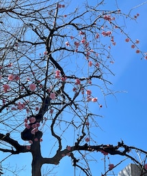 梅の花🌸 | 隣の木はまだ殆ど蕾でした。(その他)