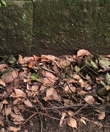 Reebok | スニーカー