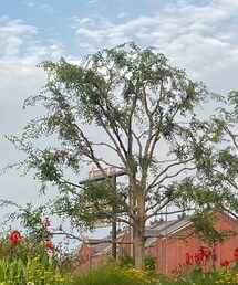 peripera | peripera / 18(口紅/リップティント/グロス)