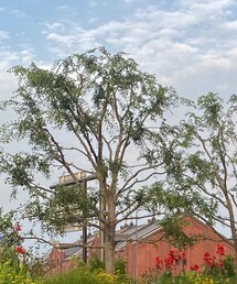 merzy | merzy mellow tint / M4 bian rose(口紅/リップティント/グロス)