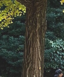 しまむら | ダウンベスト