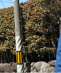 古着 | シャツ/ブラウス