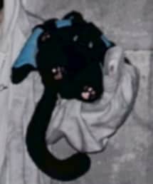 peach cat | おもちゃ