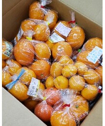 いろんな🍊送りました🎁 | その他