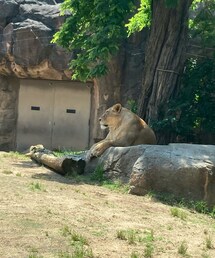 ライオン🦁 | その他