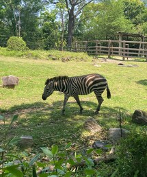 しまうま🦓 | その他